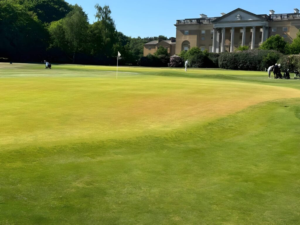 Green looking dried out in Springtime
