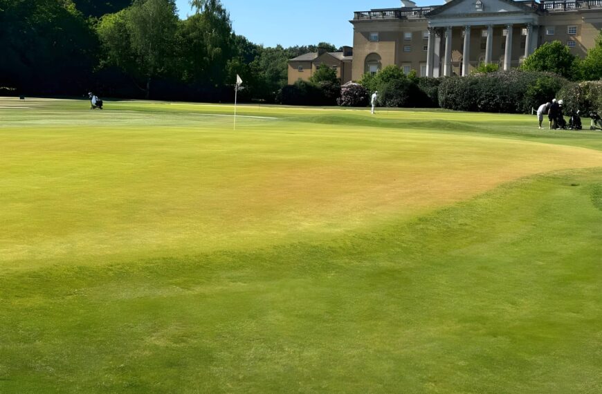 Green looking dried out in Springtime