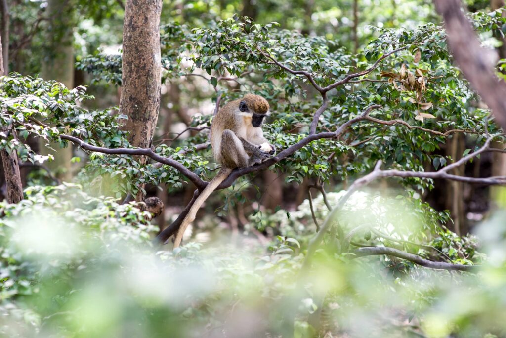 Monkey at Apes Hill